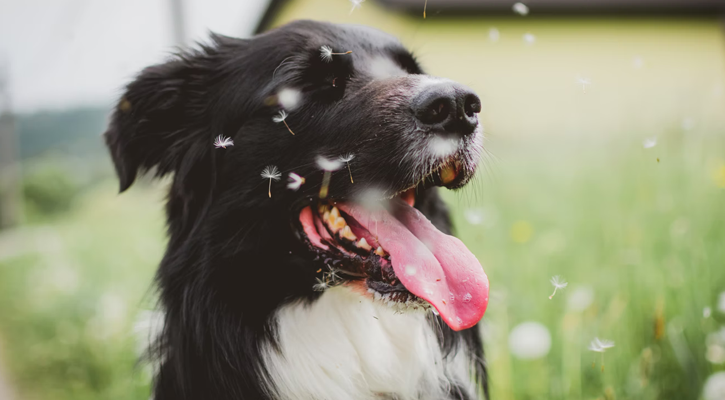 pet echocardiogram pet echocardiogram