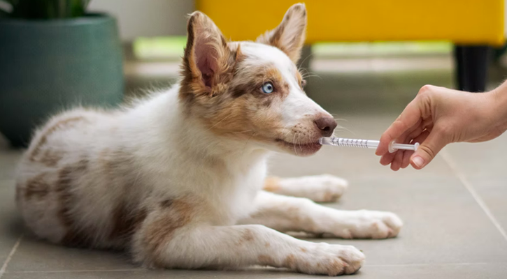 pet dental surgery