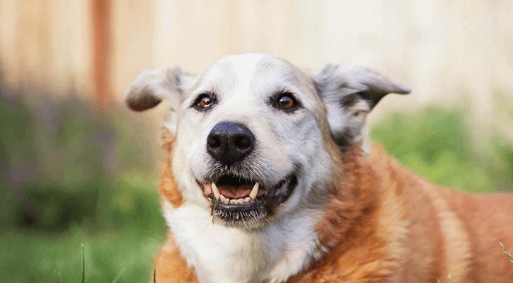 pet hospice care pet hospice care