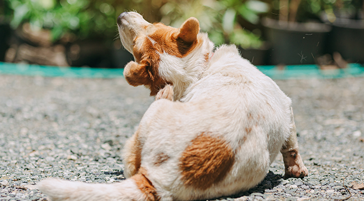 pet parasite treatment pet parasite treatment